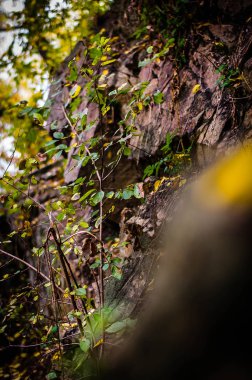 Sonbahar ormanın içinde taşlar 