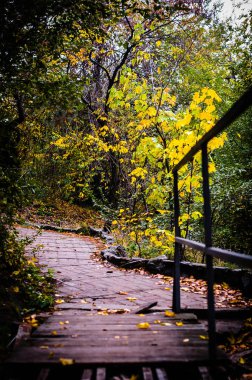 Ukrayna sonbahar orman terk edilmiş ahşap köprü