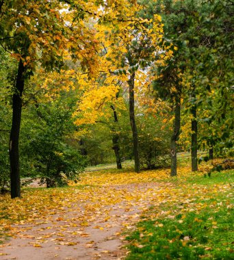 Sonbahar Orman ve çok renkli palet