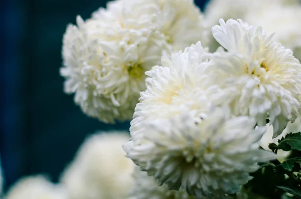 Herfst witte chrysanten in de tuin — Stockfoto