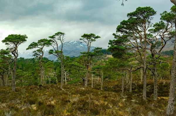 Sentier Naturel Milieu Une Forêt Arborée — Photo