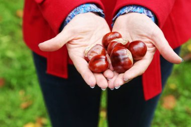 Sonbahar sembolleri - kestane