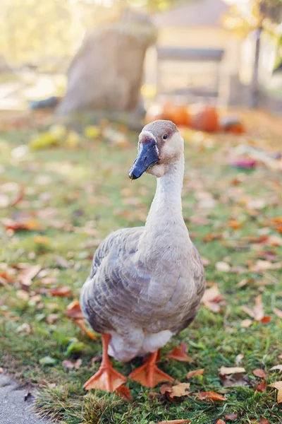 Goose stands on autumnal grass — Stock Photo, Image