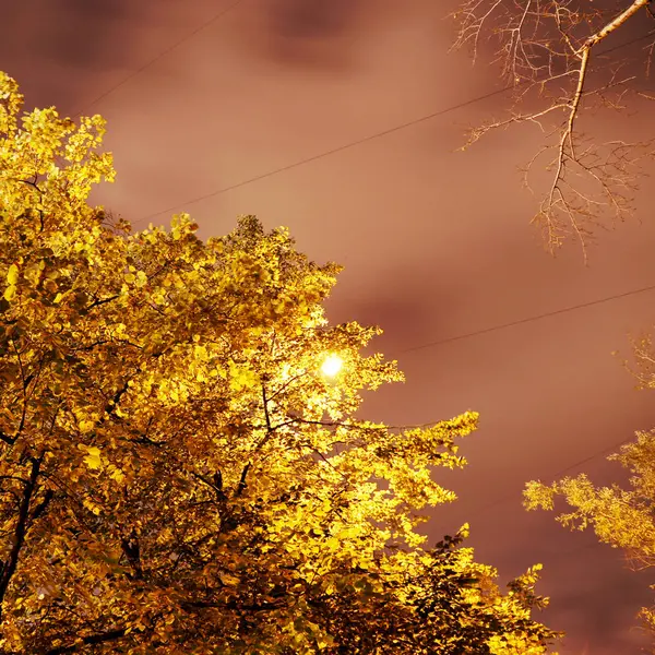 Altın yaprağı ve bulutlu gökyüzü