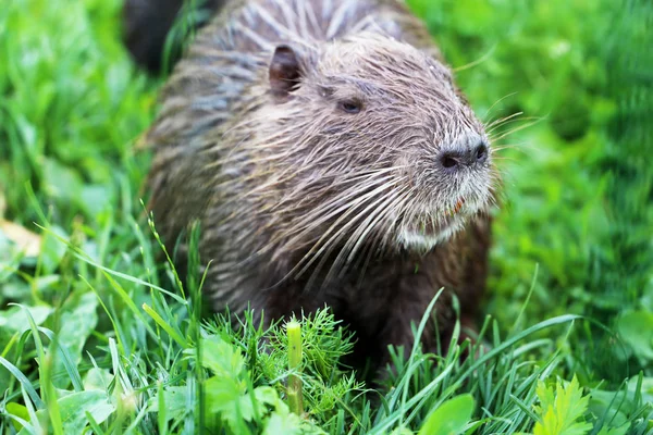 Nutria ül a fűben, hogy Serpukhov, Oroszország — Stock Fotó