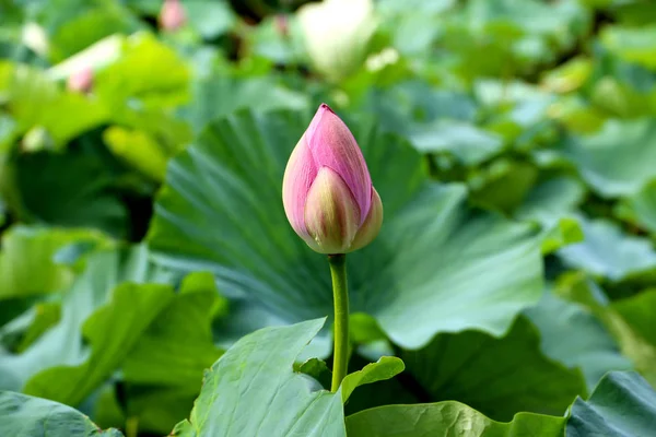 Pembe lotus bud Kamakura, Japonya