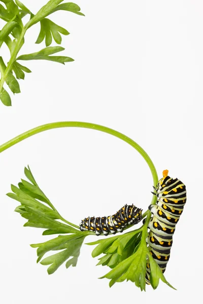 Larva coda forcuta nera orientale — Foto Stock