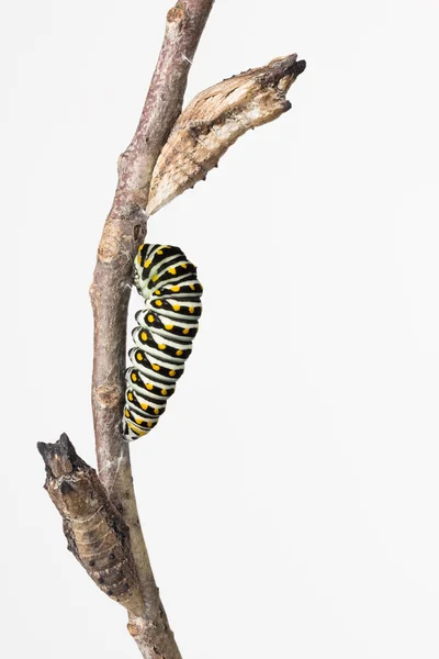 Larva de borboleta de rabo de andorinha e pupa — Fotografia de Stock