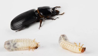 Deri böceği ve larva