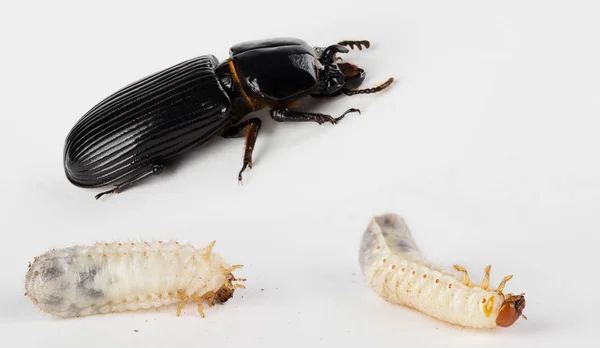 Deri böceği ve larva — Stok fotoğraf