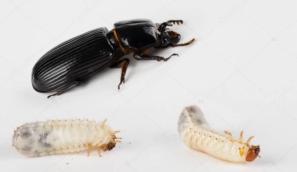 Patent Leather Beetle and Larvae