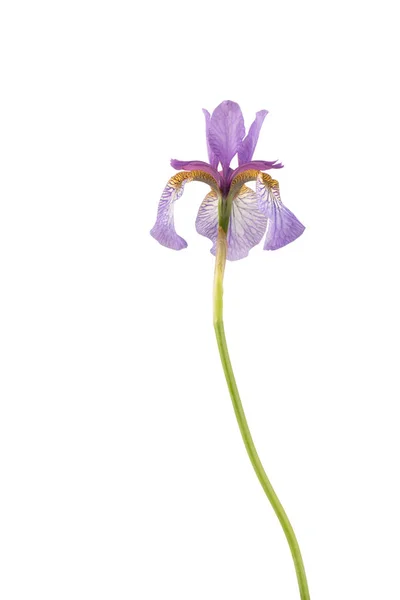 Μωβ Σιβηρικό iris — Φωτογραφία Αρχείου