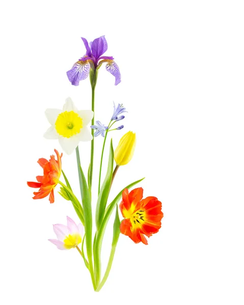 Collage aus Frühlingsblumen auf weißem Grund — Stockfoto