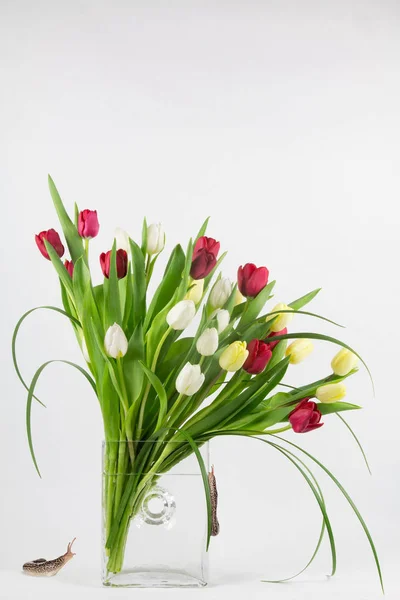 Arreglo tulipán con babosas collage — Foto de Stock