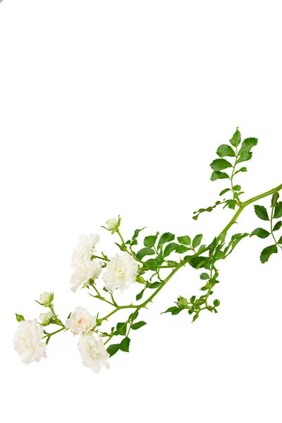 Stem fehér szőnyeg Rózsa — Stock Fotó