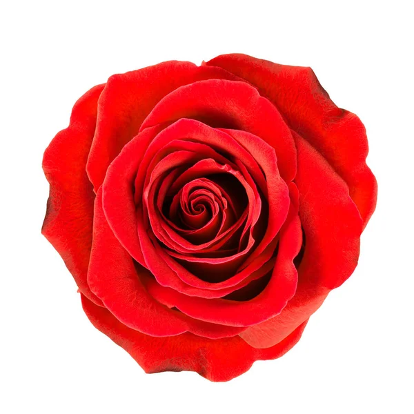 Close up of deep red rose flower cut out. — Stock Photo, Image