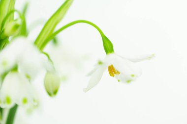 Beyaz bahar çiçek ile boşaltmak