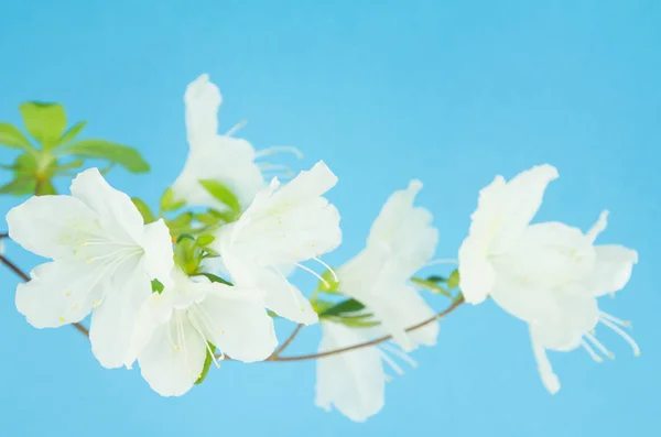 Witte azalea's en hemelsblauw achtergrond — Stockfoto