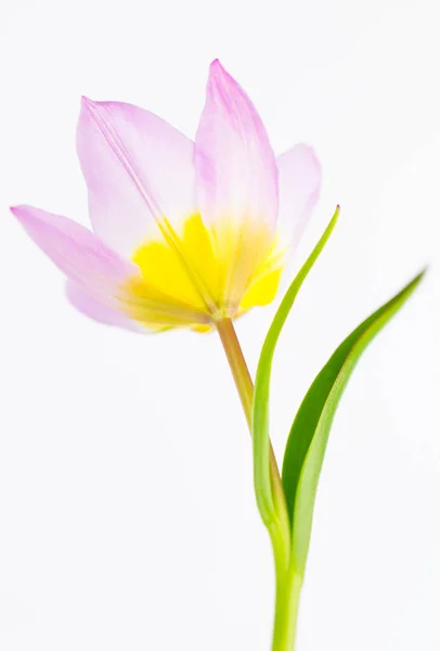 Tulipano rosa e giallo — Foto Stock