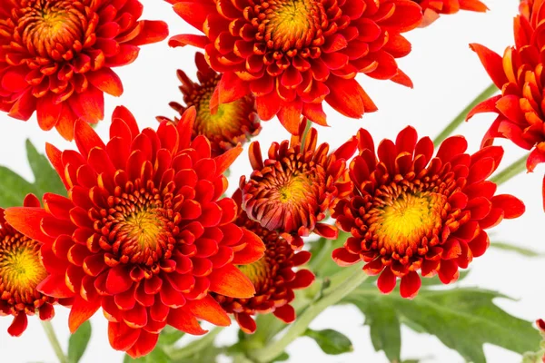 Top down view of red chrysanthemums — Stock Photo, Image