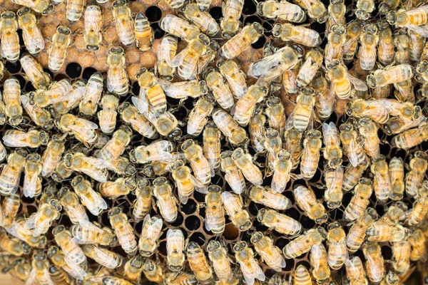 Honingbijen op brood kam achtergrond — Stockfoto