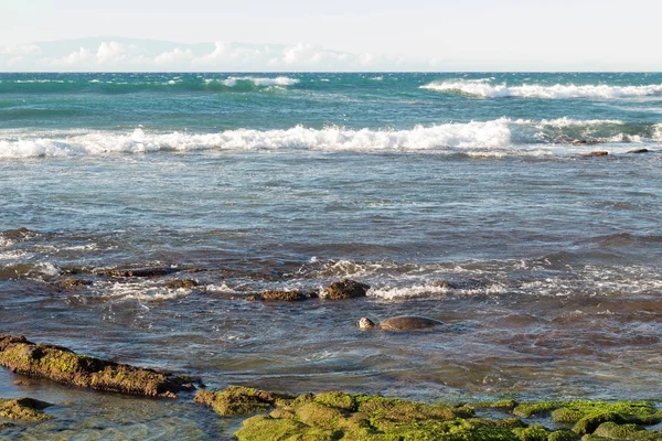 Green turtle i grunt vatten i Hawaii — Stockfoto