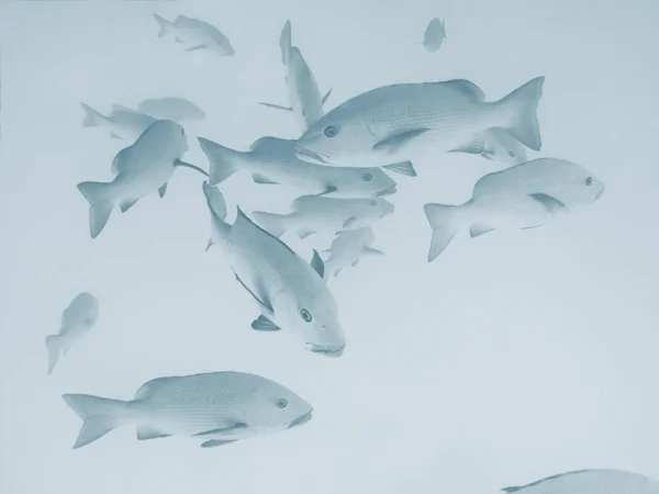 Gros plan sur les poissons d'eau salée dans l'océan Pacifique — Photo
