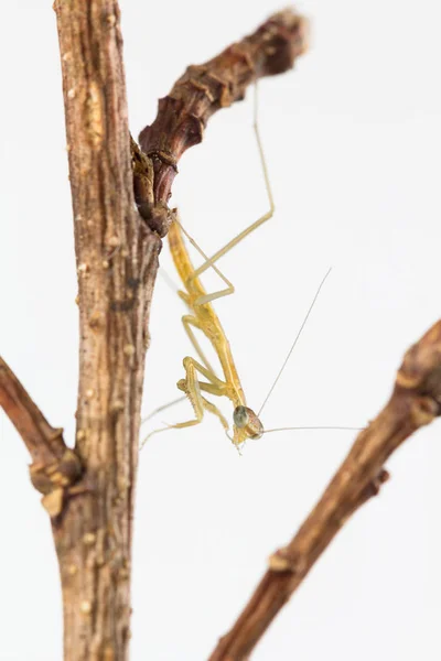 Mantis ninfa noivos perna — Fotografia de Stock