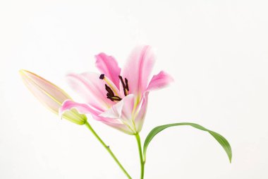 Pembe oryantal lily çiçek ve bud