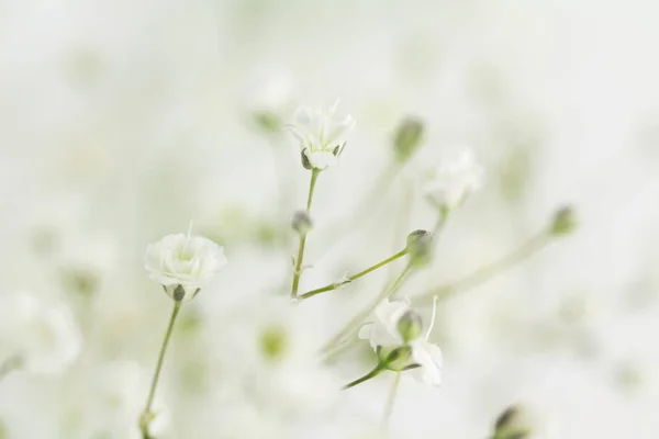 Fundo da flor de enchimento de respiração do bebê — Fotografia de Stock