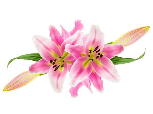 Beyaz üzerine pembe lilyum montaj