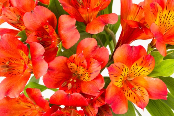 Κόκκινο πορτοκαλί Αλστρομέριες λουλούδια φόντο — Φωτογραφία Αρχείου