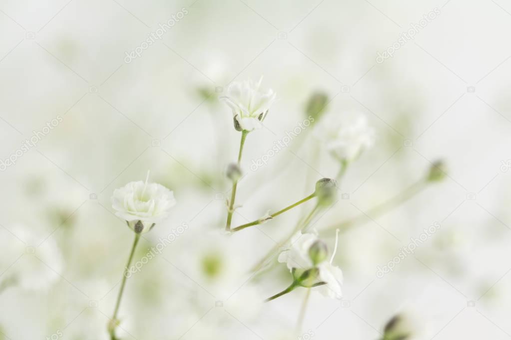 Background of Baby's Breath filler flower