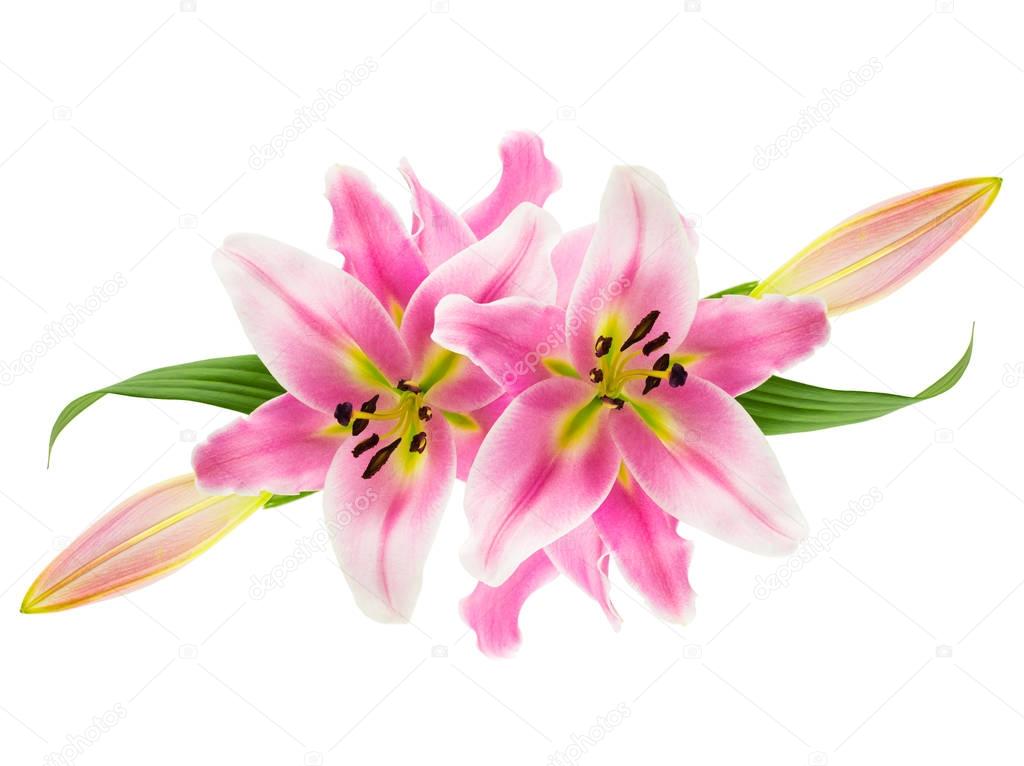 Montage of pink lilies on white