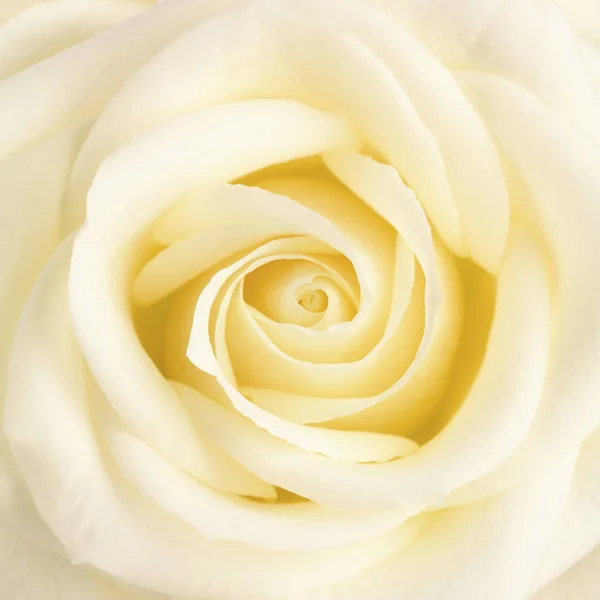 Pastel yellow rose flower close up — Stock Photo, Image