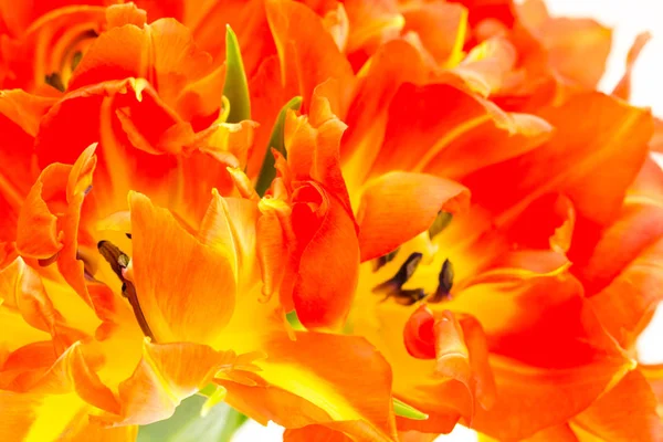 Background close up of parrot tulips