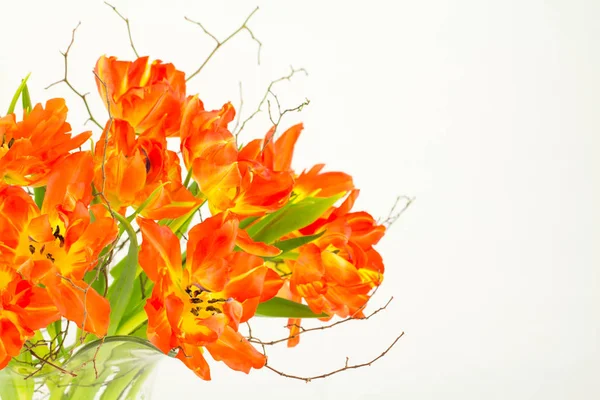 Papoušek Tulipán uspořádání v skleněná váza — Stock fotografie