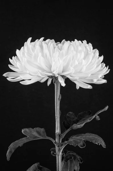 黑色和白色 cremone 菊花 — 图库照片