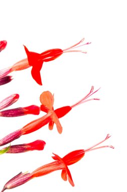 Firey kırmızı scarlet kırmızı adaçayı salvia yakın çekim