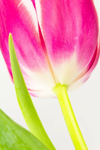 Крупним планом тюльпан знизу — стокове фото