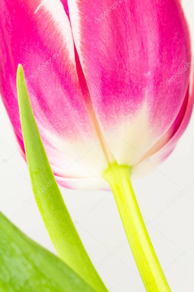 Close up of tulip from below