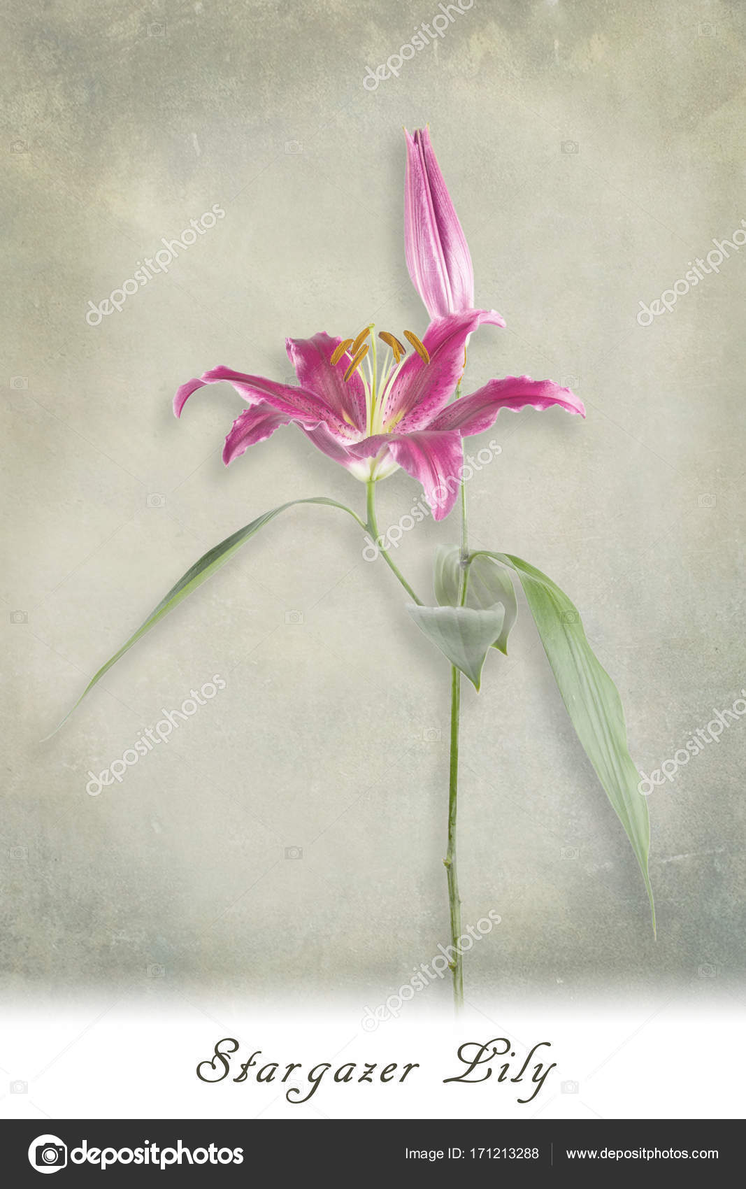 Magenta Stargazer Lily With Text Stock Photo C Meisterphotos