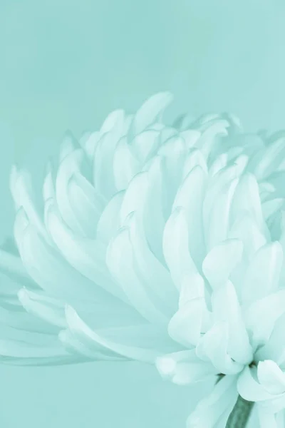White chrisanthemum toned with blues — Stock Photo, Image