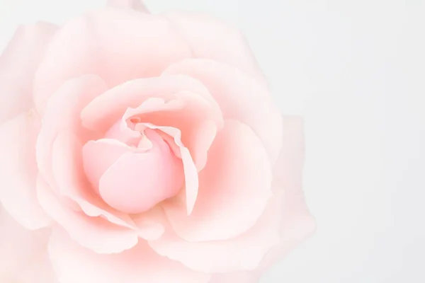 Nahaufnahme einer gedeckten rosa Rose — Stockfoto