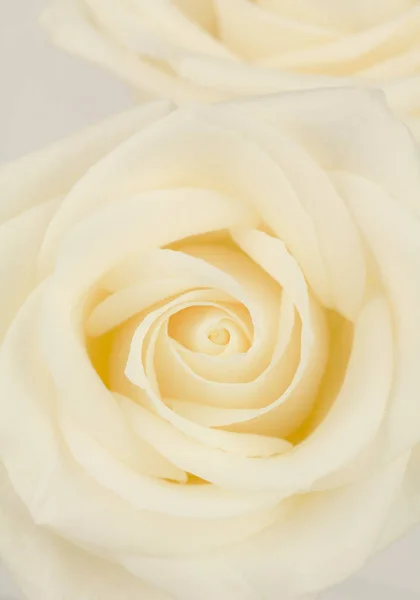Pastelově žluté hybridní čajové růže — Stock fotografie