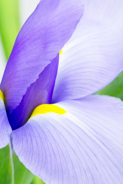 Flor abstracta del iris de cerca Fotos De Stock Sin Royalties Gratis