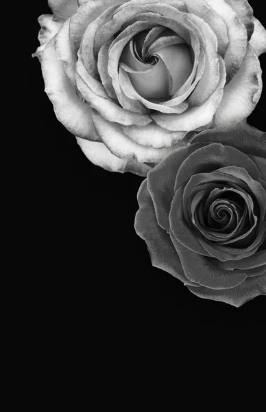 Koyu arka plan üzerinde siyah ve beyaz güller