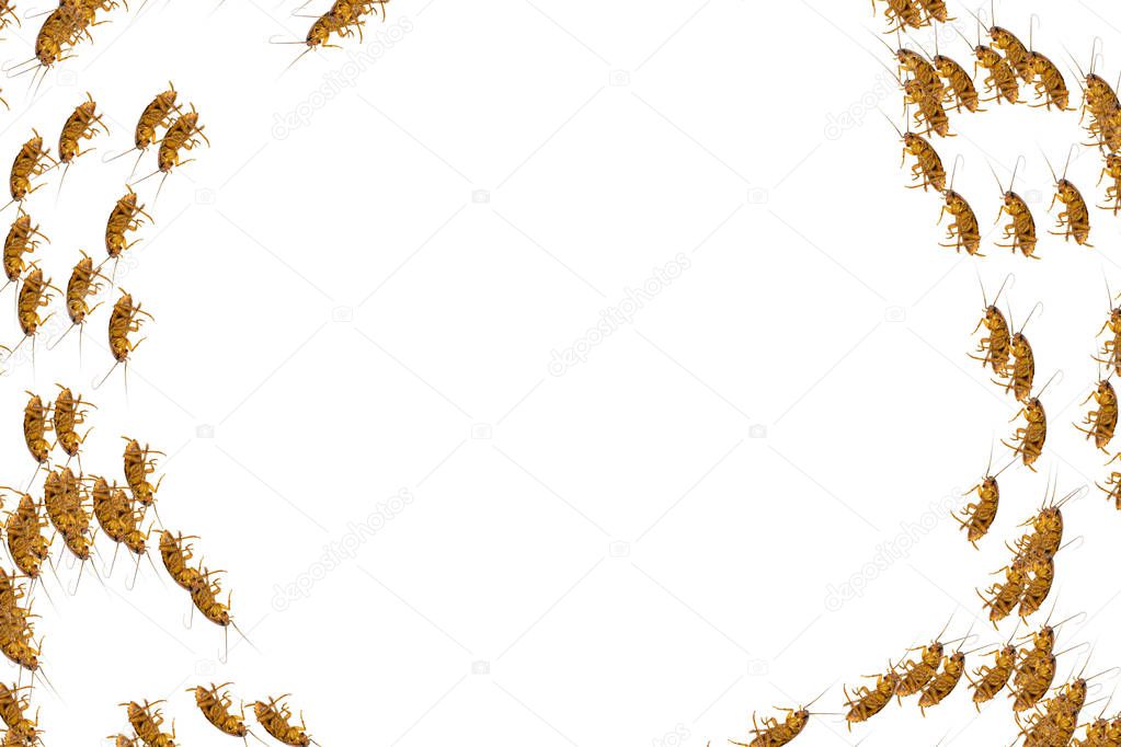 Collage of dead cockroaches on white background