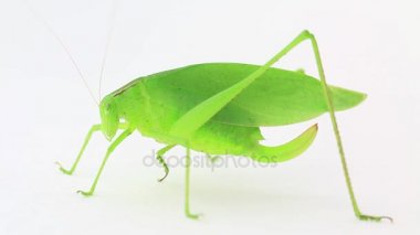 Yeşil kadın Katydid ovipositor damat tarsus ile görüntüleri kadar aka ayak kapatın.