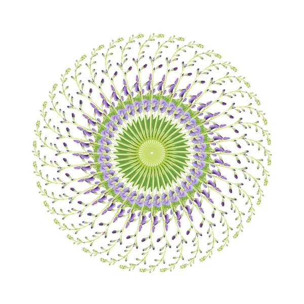 ムラサキセンダイハギ花の円形パターン — ストック写真